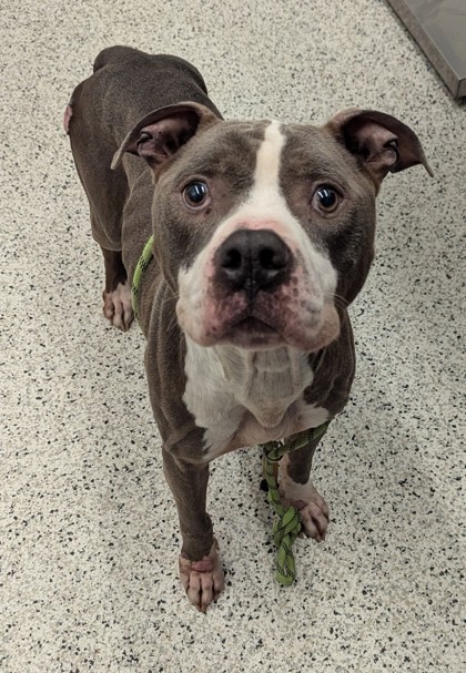Shelter Stray Male Dog last seen Near Kimberly rd, South Fulton, GA, 1251 Fulton Industrial Blvd NW, Atlanta, GA 30336, USA