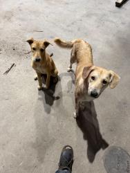 Found/Stray Male Dog last seen Schuff steel, Eloy, AZ 85231