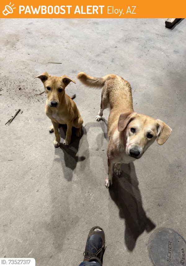 Found/Stray Male Dog last seen Schuff steel, Eloy, AZ 85231