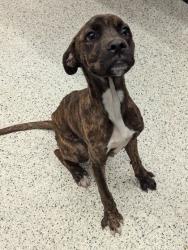Shelter Stray Male Dog last seen Near McCallie Blvd NW, Atlanta, GA, 1251 Fulton Industrial Blvd NW, Atlanta, GA 30336, USA