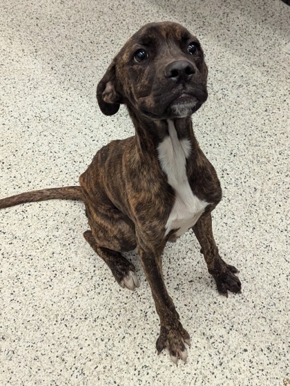 Shelter Stray Male Dog last seen Near McCallie Blvd NW, Atlanta, GA, 1251 Fulton Industrial Blvd NW, Atlanta, GA 30336, USA