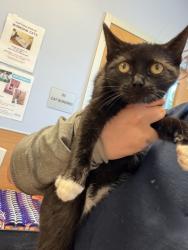 Shelter Stray Female Cat last seen Near Redan Rd, Stone Mountain, GA 30088, 30088, GA, 3280 Chamblee Dunwoody Rd, Chamblee, GA 30341, USA