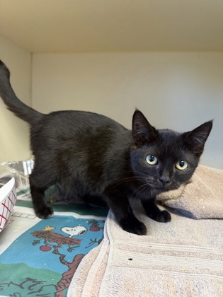 Shelter Stray Female Cat last seen Near Redan Rd, Stone Mountain, GA 30088, 30088, GA, 3280 Chamblee Dunwoody Rd, Chamblee, GA 30341, USA
