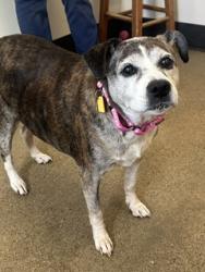 Shelter Stray Female Dog last seen Near W 50, 2nd District, OH, 9203 Detroit Ave, Cleveland, OH 44102, USA