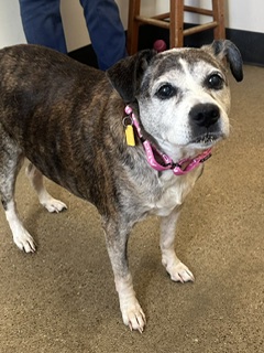 Shelter Stray Female Dog last seen Near W 50, 2nd District, OH, 9203 Detroit Ave, Cleveland, OH 44102, USA