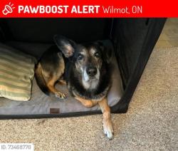 Lost Male Dog last seen Berletts Rd. St. Agatha, Wilmot, ON 