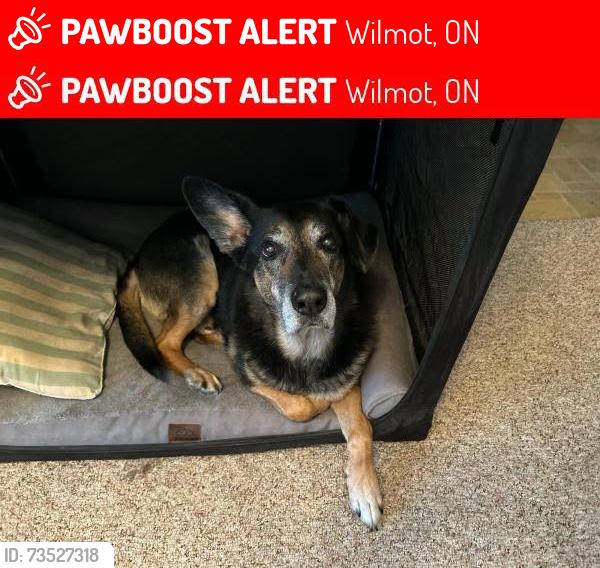 Lost Male Dog last seen Berletts Rd. St. Agatha, Wilmot, ON 