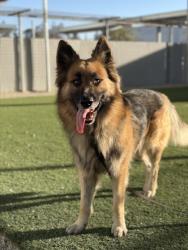 Shelter Stray Male Dog last seen S Leonard & E North Ave, Sanger Zone Fresno CO 4 93657, CA, 1510 W Dan Ronquillo Dr, Fresno, CA 93706, USA