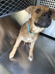 Shelter Stray Male Dog last seen Near LEATHER STRAP DR, North District,, 355 Hillshire Dr, Haslet, TX 76052, USA