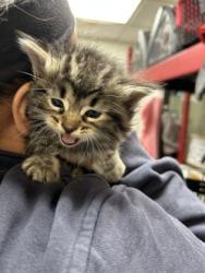 Shelter Stray Female Cat last seen Near Premier St, Central District, TX, 355 Hillshire Dr, Haslet, TX 76052, USA