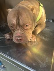 Shelter Stray Male Dog last seen Near MEADOWBROOK DR, East District, TX, 355 Hillshire Dr, Haslet, TX 76052, USA