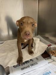 Shelter Stray Male Dog last seen Near Seqouia, Desoto, TX, 1150 E Pleasant Run Rd, Cedar Hill, TX 75104, USA