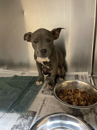 Shelter Stray Female Dog last seen Near Seqouia, Desoto, TX, 1150 E Pleasant Run Rd, Cedar Hill, TX 75104, USA