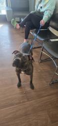 Shelter Stray Female Dog last seen Near S harrells ferry rd, 70816, LA, 2550 Gourrier Ave, Baton Rouge, LA 70820, USA