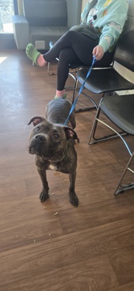 Shelter Stray Female Dog last seen Near S harrells ferry rd, 70816, LA, 2550 Gourrier Ave, Baton Rouge, LA 70820, USA