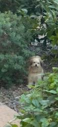Lost Male Dog last seen Spencer crossings park and leon rd, Winchester, CA 92596