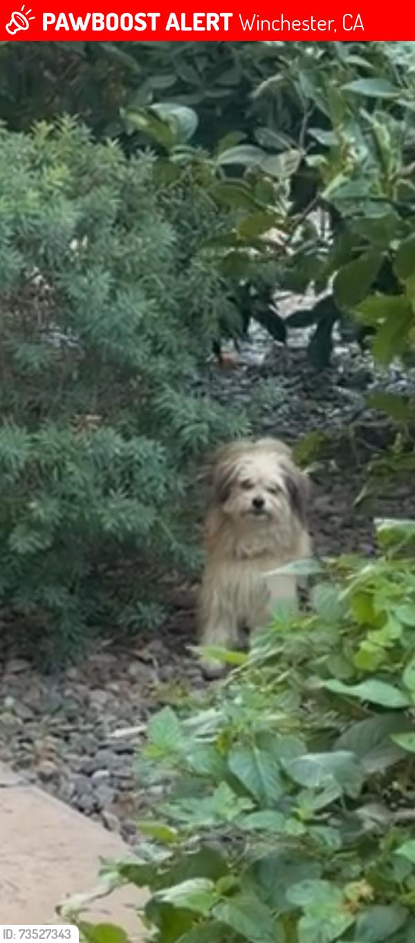 Lost Male Dog last seen Spencer crossings park and leon rd, Winchester, CA 92596