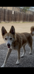 Found/Stray Unknown Dog last seen Bingle and Tidwell, Houston, TX 77092