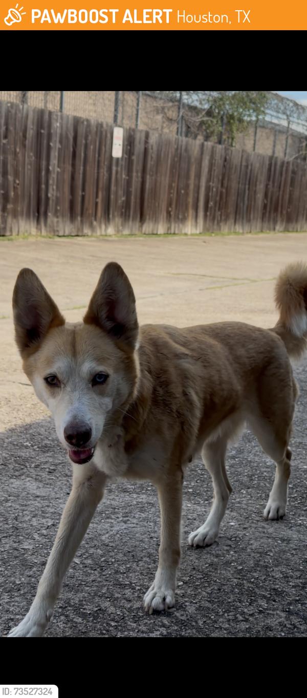 Found/Stray Unknown Dog last seen Bingle and Tidwell, Houston, TX 77092