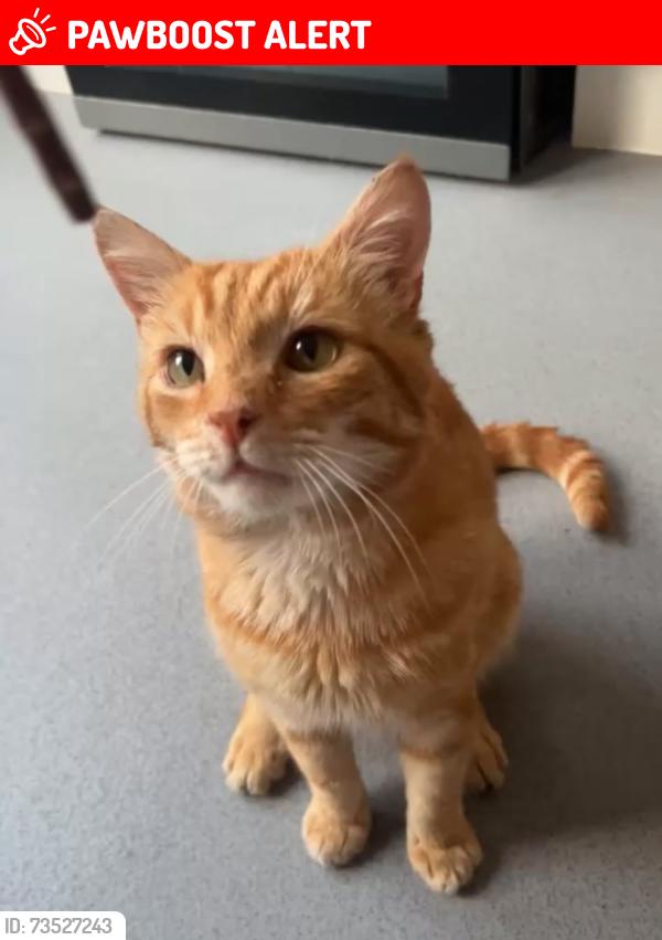 Lost Male Cat last seen Gasgony Avenue nw6, Greater London, England 
