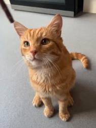 Lost Male Cat last seen Gasgony Avenue nw6, Greater London, England 