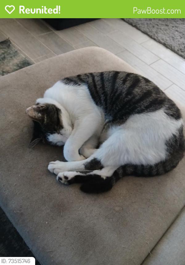 Reunited Male Cat last seen Near Englehardt St, Charlotte, NC 28216, USA, Charlotte, NC 28216