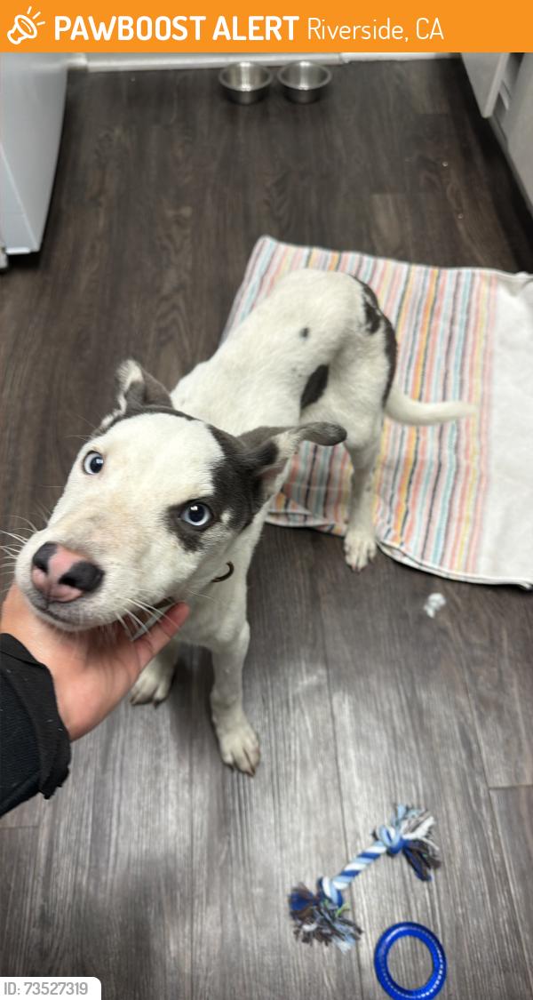 Found/Stray Male Dog last seen By the target right across the street from Tyler mall, Riverside, CA 92505