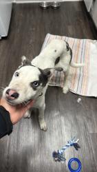 Found/Stray Male Dog last seen By the target right across the street from Tyler mall, Riverside, CA 92505