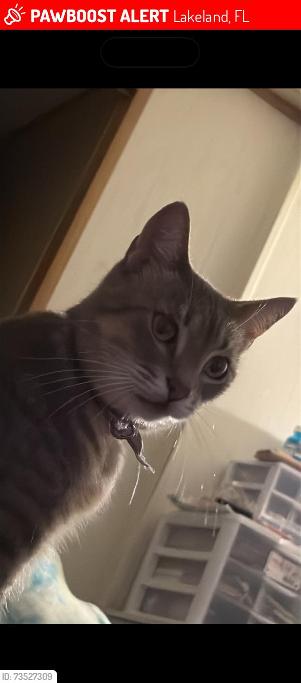 Lost Female Cat last seen Pine tree dr and pine glen, Lakeland, FL 33809