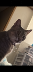 Lost Female Cat last seen Pine tree dr and pine glen, Lakeland, FL 33809