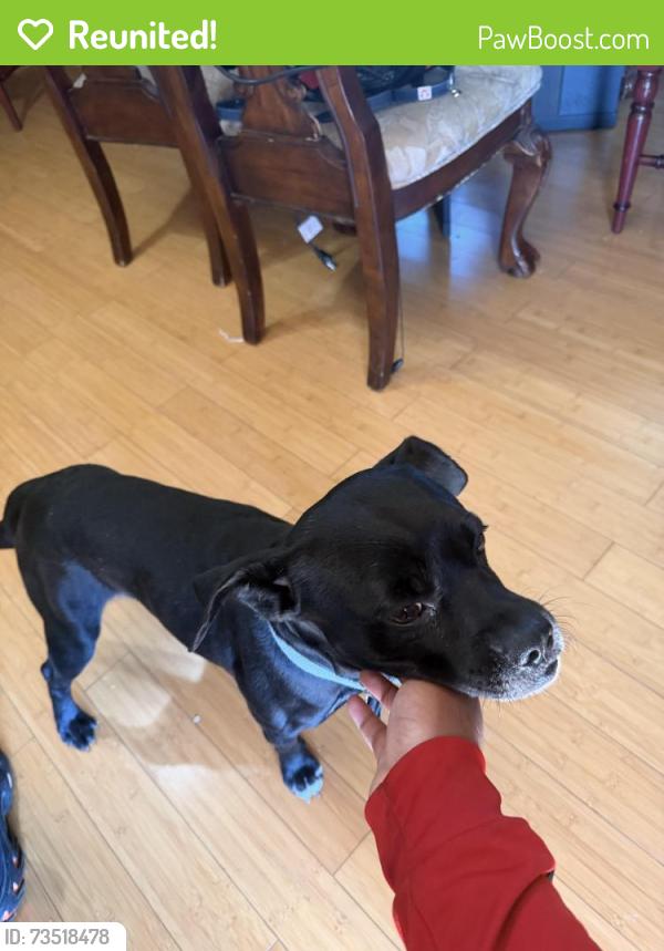 Reunited Male Dog last seen My Zion blvd and Maddox rd, Morrow, GA 30260