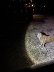 Found/Stray Female Dog last seen Enchanted Forest Subdivision, Franklin, TX 77856