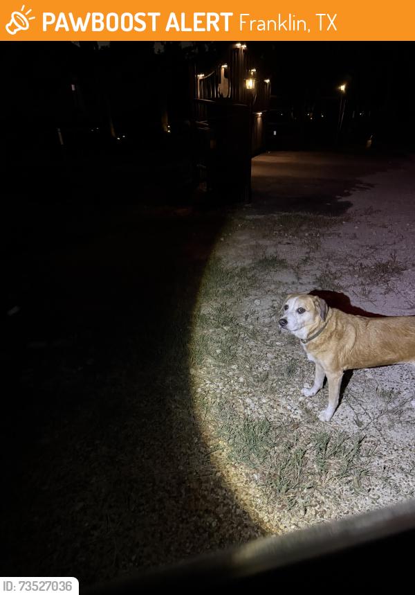 Found/Stray Female Dog last seen Enchanted Forest Subdivision, Franklin, TX 77856