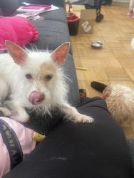 Reunited Female Dog last seen Bucareli, San Francisco, CA 94132