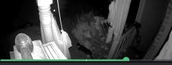 Found/Stray Unknown Cat last seen Jiles road, Kennesaw springs, Kennesaw, GA 30144