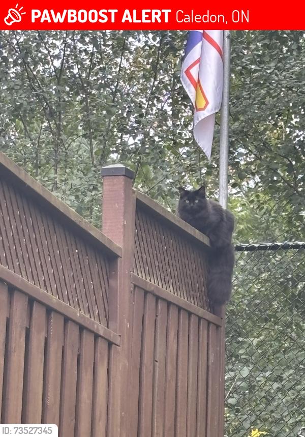 Lost Female Cat last seen Between Mount Hope road and crestridge drive, Caledon, ON 