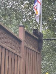 Lost Female Cat last seen Between Mount Hope road and crestridge drive, Caledon, ON 