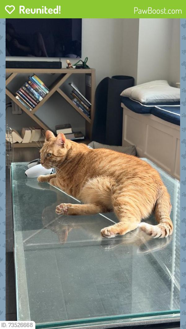 Reunited Male Cat last seen Near Kerrwood Ln, Houston, TX 77080, USA, Houston, TX 77080