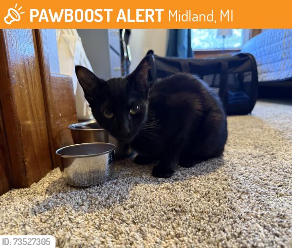 Found/Stray Male Cat last seen Carpenter School, Midland, MI 48640