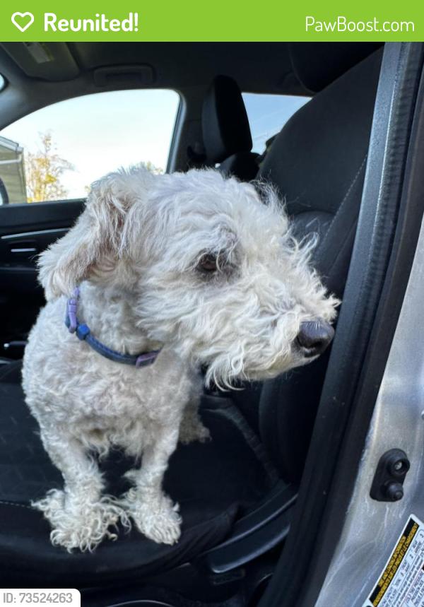 Reunited Male Dog last seen Kroger, Barboursville, WV 25504