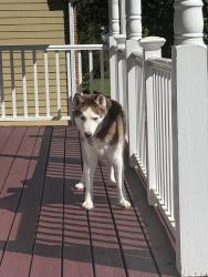 Found/Stray Unknown Dog last seen Brook Forest subdivision on rock springs rd., Gwinnett County, GA 30043