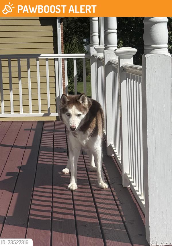 Found/Stray Unknown Dog last seen Brook Forest subdivision on rock springs rd., Gwinnett County, GA 30043