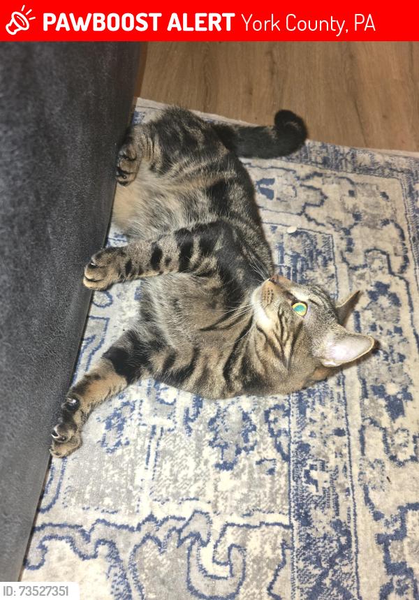 Lost Male Cat last seen Mt olivet and millers school rd, York County, PA 17363