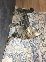 Lost Male Cat last seen Mt olivet and millers school rd, York County, PA 17363