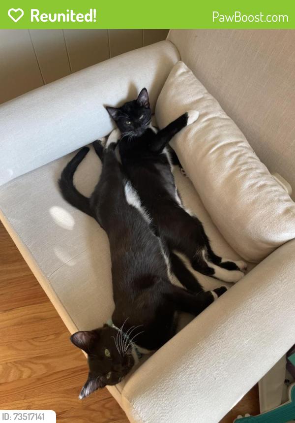 Reunited Female Cat last seen Near, Lynnwood, WA 98037
