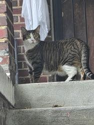 Found/Stray Unknown Cat last seen Georgia Ave Metro, Washington, DC 20010