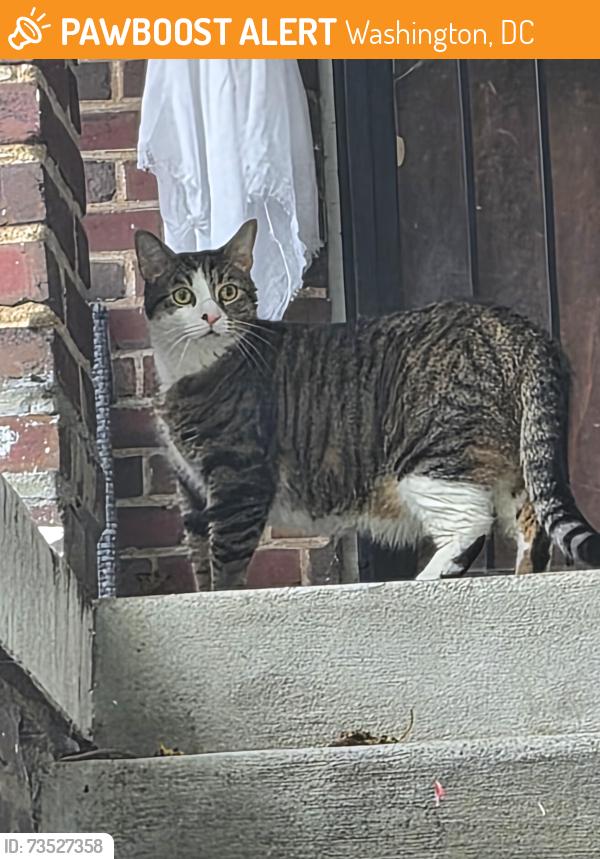 Found/Stray Unknown Cat last seen Georgia Ave Metro, Washington, DC 20010