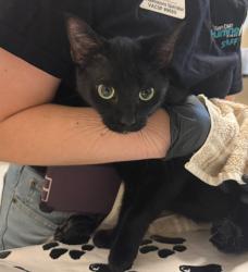 Shelter Stray Female Cat last seen Mission Avenue, Oceanside, CA, 92058, Oceanside, CA 92058, USA