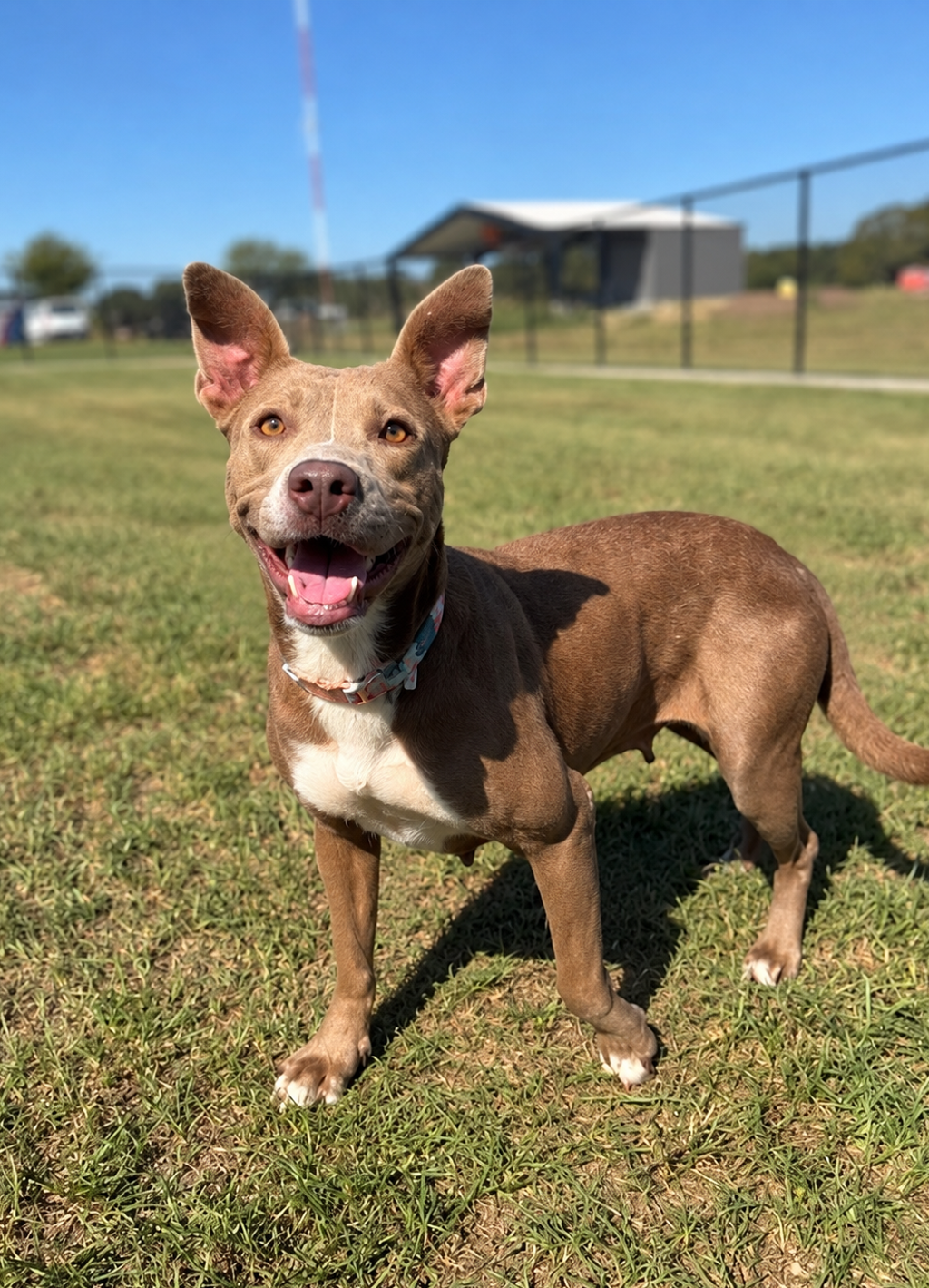 Shelter Stray Female Dog last seen Near High Ridge Road, DUSON, LA, 70529, 410 Dugas Rd, Lafayette, LA 70507, USA