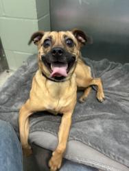 Shelter Stray Female Dog last seen Near Millar Avenue, El Cajon, CA, 92020, El Cajon, CA 92020, USA